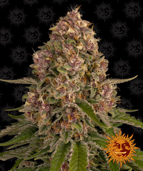 Pink Kush Main Image