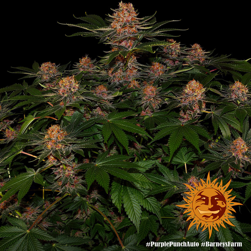 Wholesale Barney's Farm Seeds  Purple Punch Auto Seeds - 3 seeds