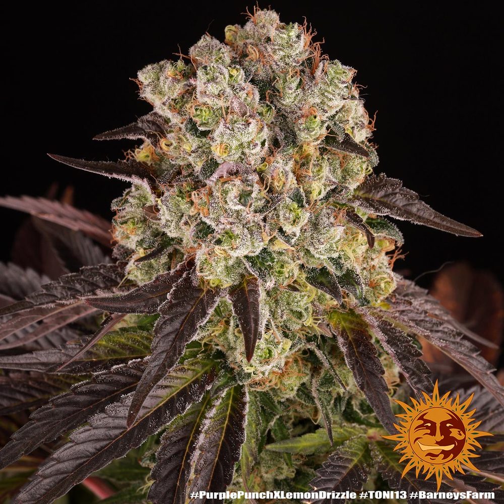 Purple Punch x Lemon Drizzle 11