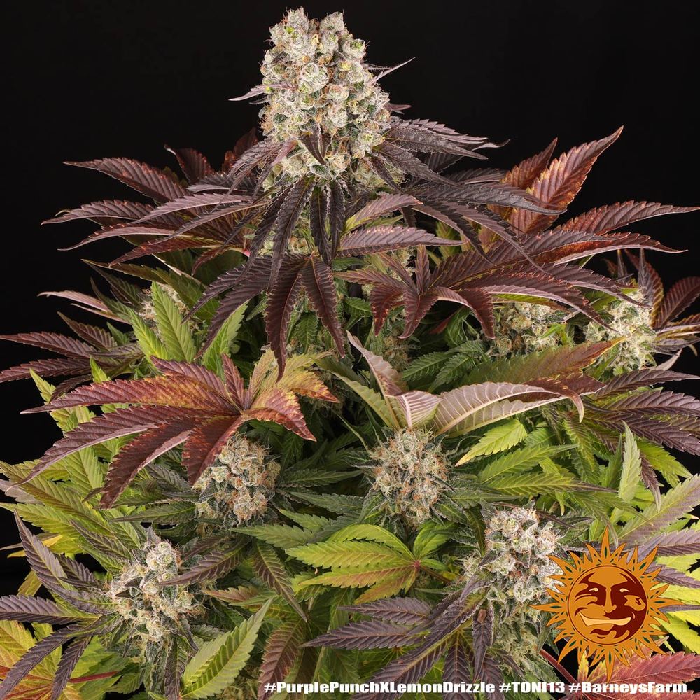 Purple Punch x Lemon Drizzle 12