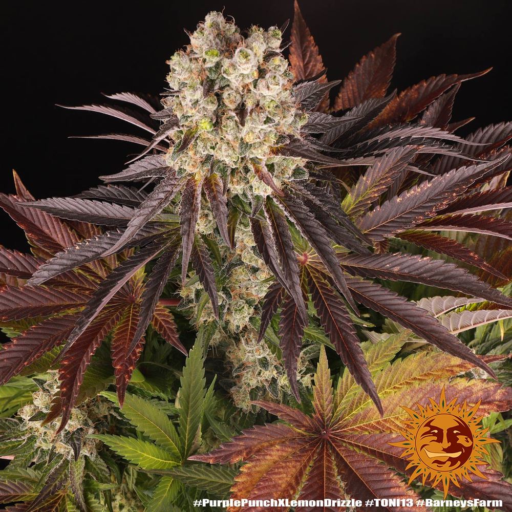 Purple Punch x Lemon Drizzle 14