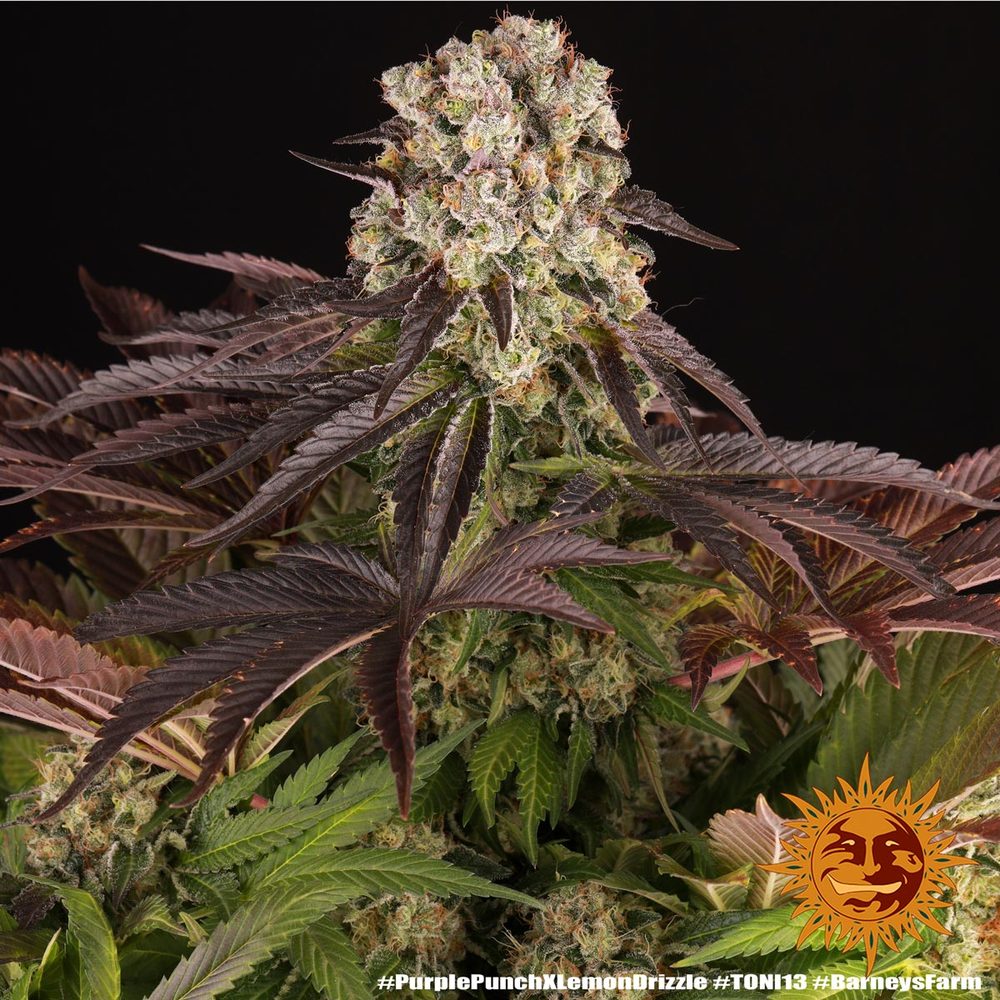 Purple Punch x Lemon Drizzle 15