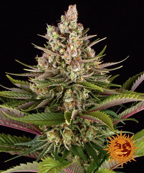 Sour Strawberry Main Image