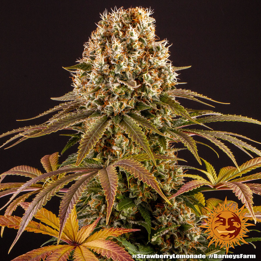 Strawberry Lemonade 5