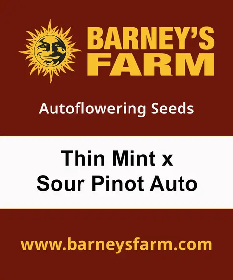 Thin Mint x Sour Pinot Auto