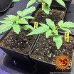 Afghan Hash Plant - Regular 3