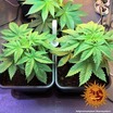 Afghan Hash Plant - Regular 5