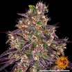 Ayahuasca Purple 7