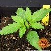 G13 Haze 2