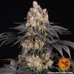 Gelato 14