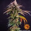 Kush Mintz 10