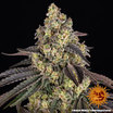 Kush Mintz 11