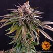 Kush Mintz 1