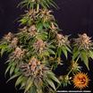 Kush Mintz 2