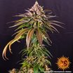 Kush Mintz 4
