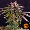 Kush Mintz 5