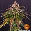 Kush Mintz 6