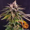 Kush Mintz 7