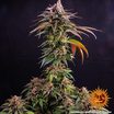 Kush Mintz 8