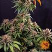 Kush Mintz 9