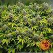 Pineapple Chunk 13