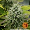 Pineapple Chunk 6