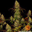 Tangerine Dream 9