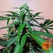 Zkittlez OG Auto 8
