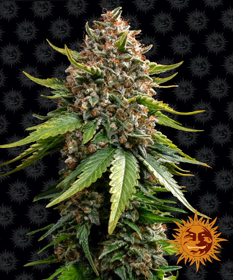 White Widow XXL Auto Main Image