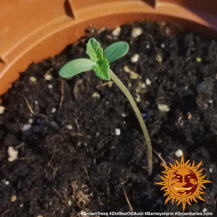 Original Z OG Auto 2