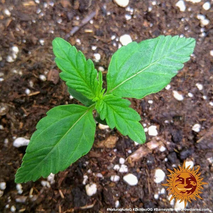 Original Z OG Auto 3